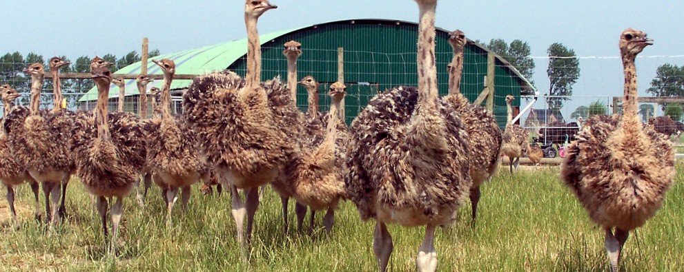 Struisvogelboerderij Monikenwerve 1