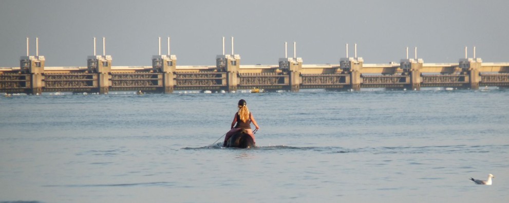 zee_paard_kering_op_achtergrond.jpg zee_paard_kering_op_achtergrond.jpg